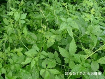 健康知识|立秋后，咳嗽多痰怎么办用此野菜泡水喝，清热解毒、止咳祛痰