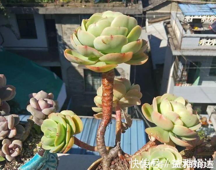 多肉碧桃|养殖多肉碧桃,6、7月盆栽避开此3处,茎叶长得旺、染色美!