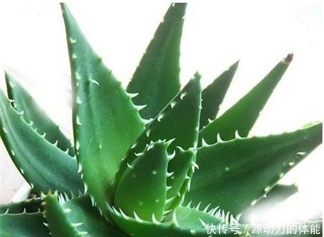 芦荟喜阴还是喜阳多浇水还是干一点比较好!