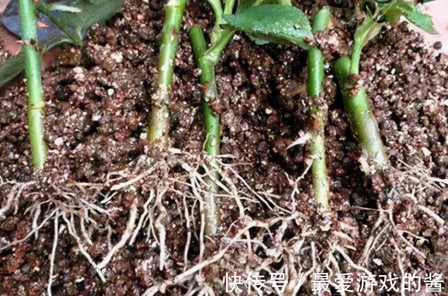 适合10月扦插的“5种花”，喜欢不要花钱买，几根枝条就能插一盆