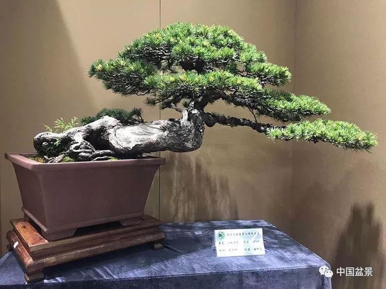 养殖|盆景养殖不在多而贵在精,你能养成这样吗?