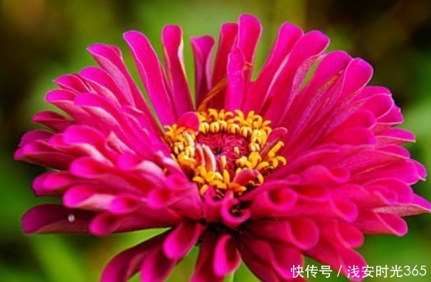 新手|新手养花，不如养盆花中精品“灯光荷”，似红光荷花，婀娜绚丽