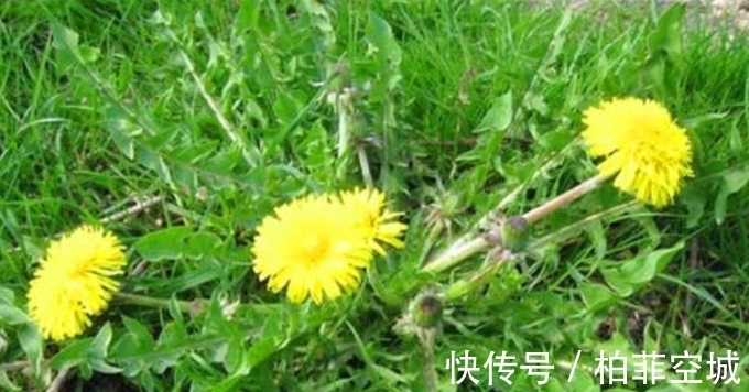 根茎|农村野外有很多蒲公英,怎么自制蒲公英茶?