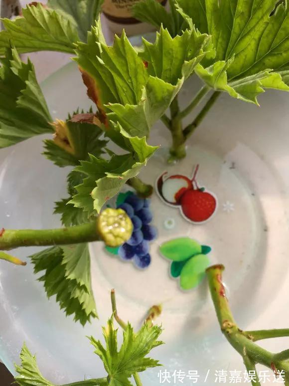 泡水|3种枝条泡水里,10天长根,一次开花100朵,水培成活率更高!