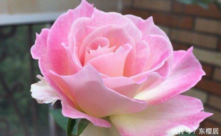 易爆|四种花常年开花易爆盆,被称为花卉界的劳模,谁见了都想养!