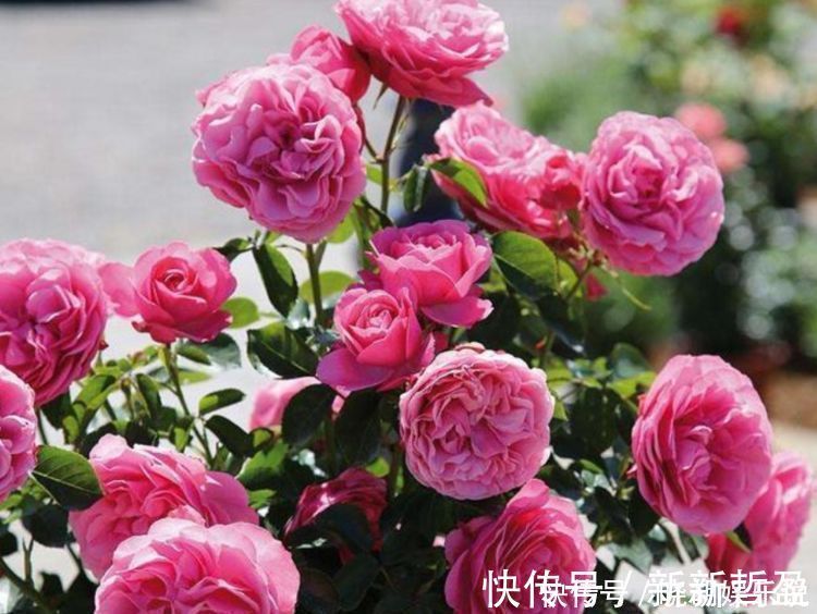 腐质土|几种花养家里,开花漂亮开不断,色娇艳香气浓,空气清新健康来