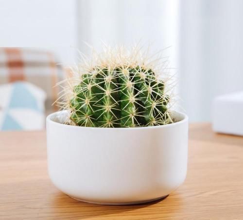 此几种花旱着养，水浇多了死得快，懒人能养好