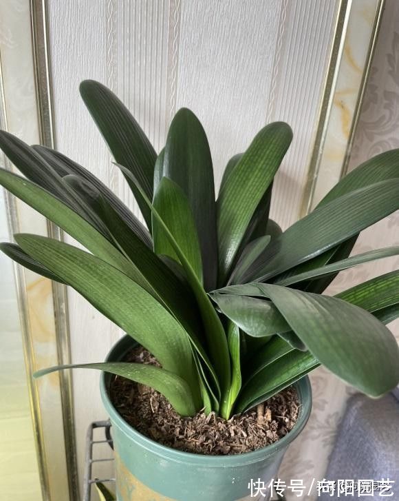 秋天养君子兰,赶紧追肥,要不到了冬天夹箭,不开花