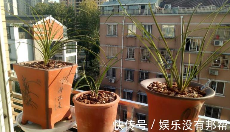 习性|室内养兰花盆栽,摆在哪里更合适?阳台就不错