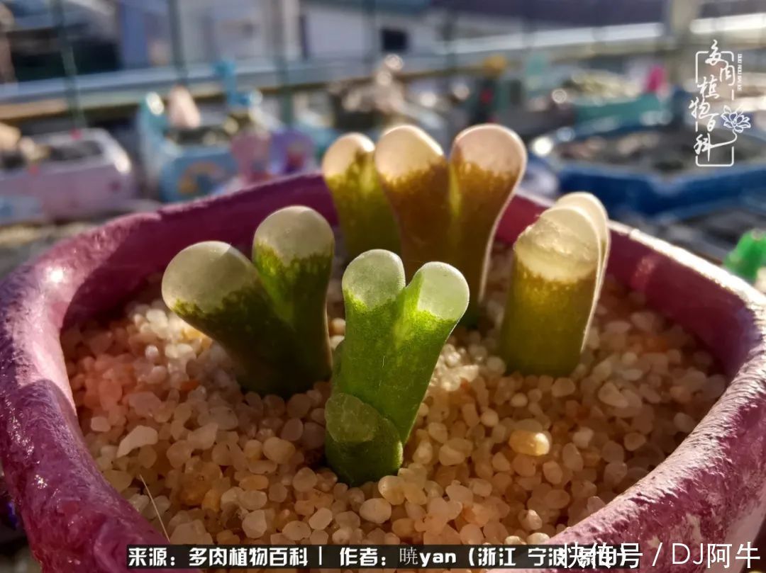 入多肉坑八年,始于初心,一切但求无愧于心