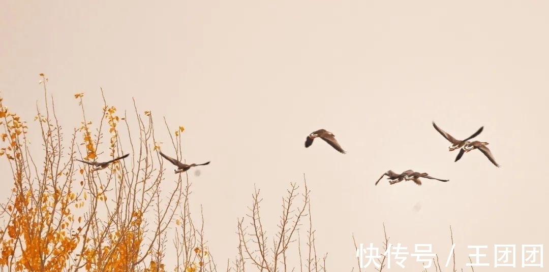 李子花$辛弃疾最温柔的十首词，清风明月，疏雨微星，美得令人心醉！