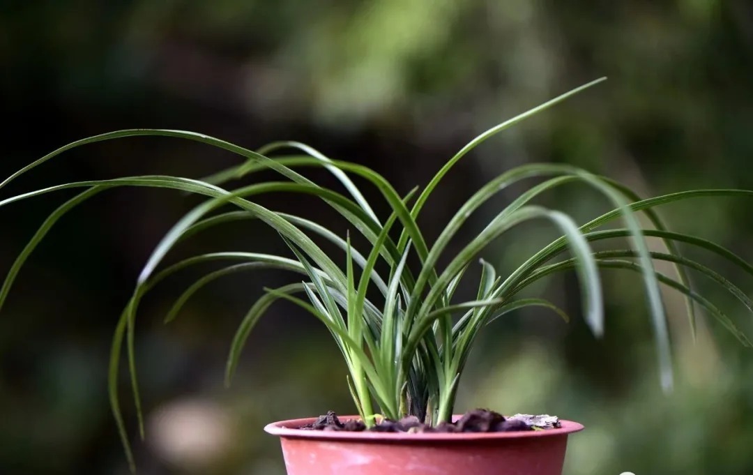 技巧|夏天养兰花,传染病是如何传播的?掌握几个技巧,避免兰花患病害