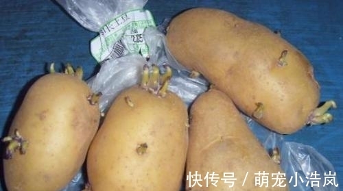 小苏打|发芽的土豆还能吃吗?原来这么多年我都误解了,记得告诉家里人