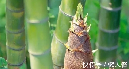 泊船瓜洲@“唐宋八大家”水平最高的10首诗排名,王安石《泊船瓜洲》仅第四