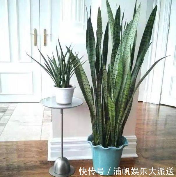 卫生间闻着臭臭的该怎么办盆栽它们,教你告别消毒水、清新剂