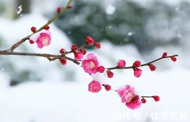 李易安!冬天来了,春天还会远吗,李清照一首梅花词,以景传情,意蕴深远