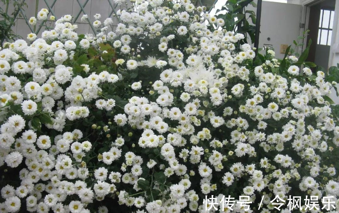 老中医最爱的8种花，一盆堪比小药箱，摘片叶子就能泡水喝！