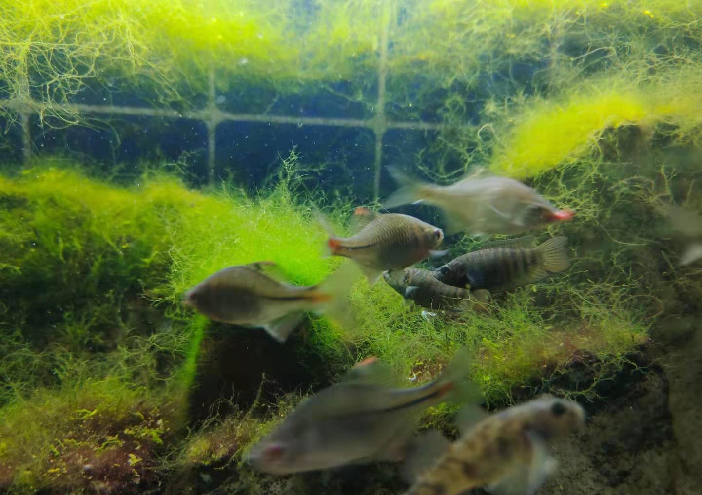 草金鱼的鱼卵怎么孵化