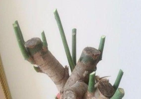 阳台上|“此树”是幸福的象征,还能开花结果、吸甲醛,回家赶快养一盆