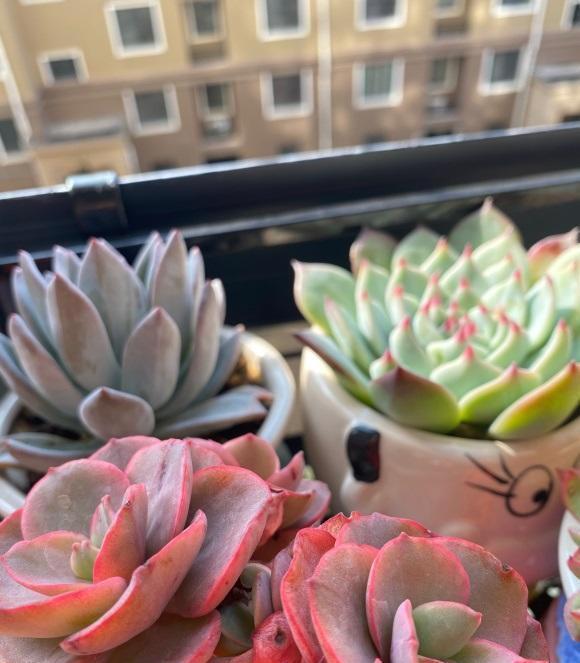 养死|养多肉,经验很重要,5点必看知识点,帮你快速进阶成大神