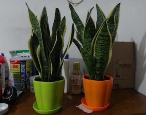 淘米水发酵加点料,不但发酵速度快,肥效惊人