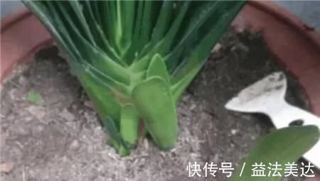 植株|想要君子兰开花,有一个小方法,叶片蹭蹭长得快,花开的漂亮极了