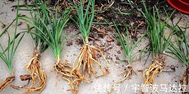 兰花分株的正确方法有哪些?新手兰友速成技巧,简单又实用