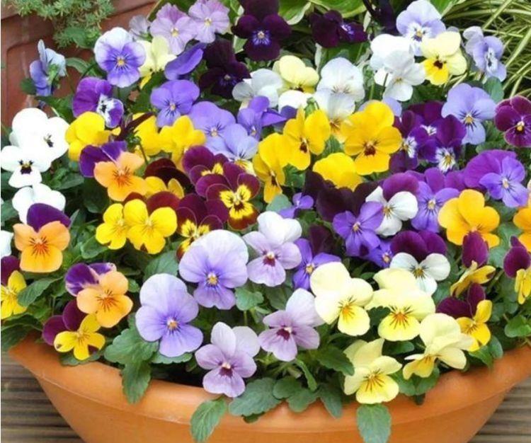 三色堇|几款花卉,花朵小巧玲珑,粉嫩丰腴,绚丽夺目