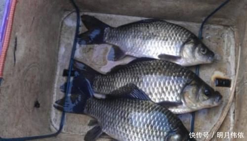 难怪渔具店老板不淡定,原来冬钓用它代小药,板鲫那叫一个好钓!