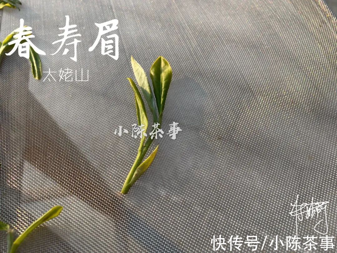 茸毛#白茶的冲泡，从白毫银针、白牡丹，到寿眉，都需要用低温水吗？