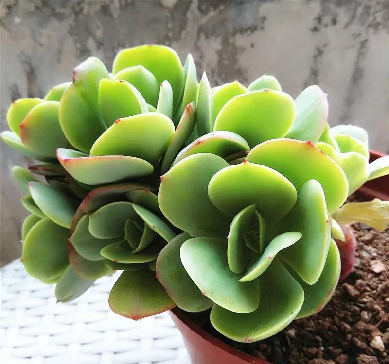 养多肉很简单，避开几个坑，黑腐，化水不再有，肥美又多姿