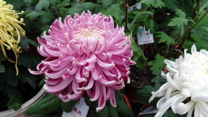 喜欢菊花，不如养盆“菊中精品”兼六香菊，花团锦簇，高贵优雅！