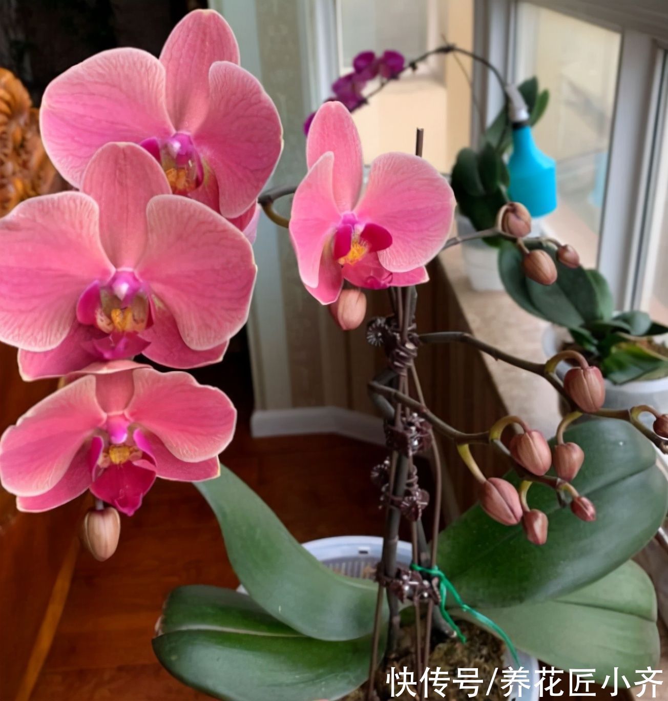 冬天蝴蝶兰记住3个“禁忌”,不仅叶片油绿不烂根,还能延长花期