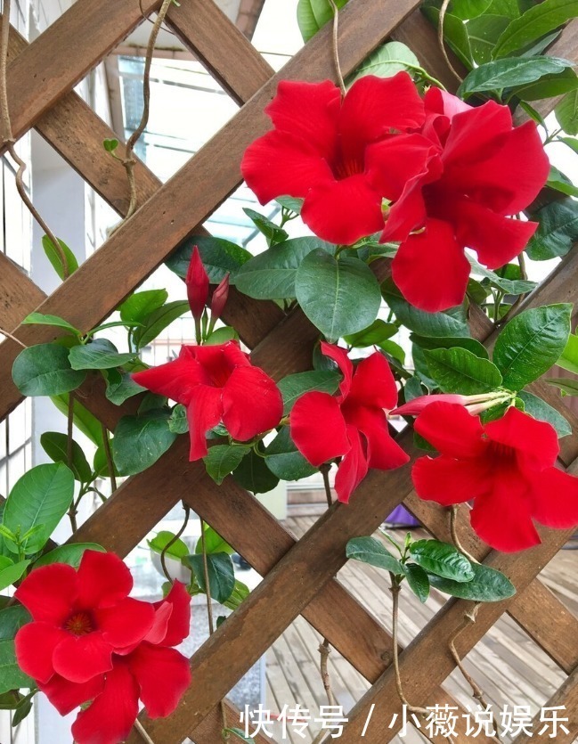 铁线莲|阳台别摆盆盆罐罐了,5种花草养一棵就能开满阳台,很省空间