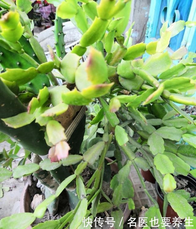 蟹爪兰生长期中的光照度最为重要,该需要什么程度的光照呢!