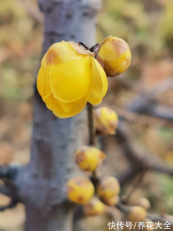 马上过年,这10种年宵花闭眼入,不会踩雷
