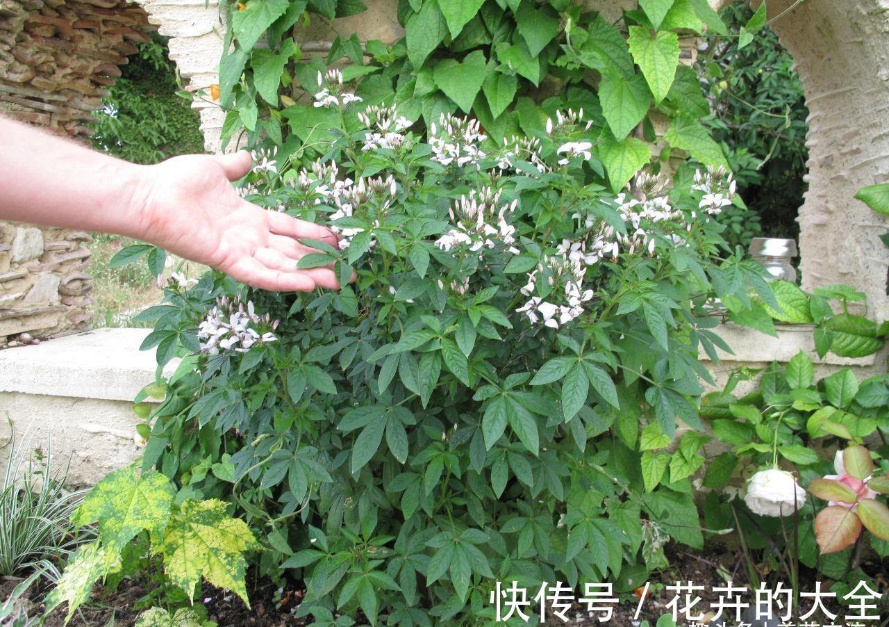 阳台上|有院子可尝试种些夏秋不断开花的醉蝶花,还能养成大型盆栽