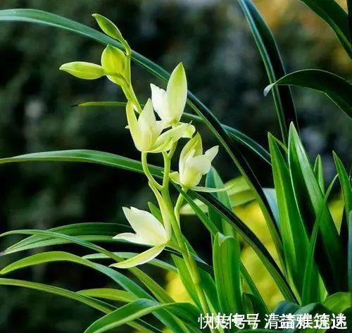 旧筷子养花真不错，直接插在花盆里，这次浇水心里有数了