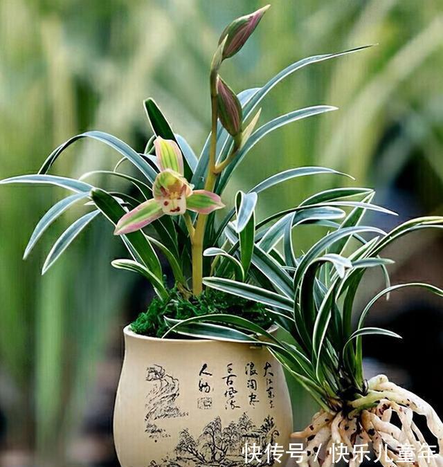 帝王妃|这种兰花极具帝王气息,花色奇特,兰香醇正,值得兰友们收藏