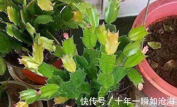 烂根|蟹爪兰发出这个“信号”,一定不要忽视,是在提醒你