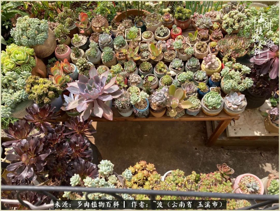 多肉|遇见即美,花事未荼蘼!种一桌子多肉,看花开花落!