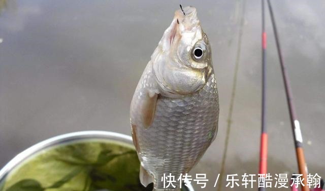 冬天时大鲫鱼和小鲫鱼哪个好钓大鲫鱼和小鲫鱼的摄食习性比较