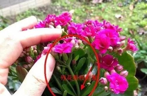 长寿花应该怎么修剪？