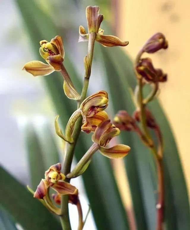 这3种花都是“病美人”,室内养难度大,入手需谨慎