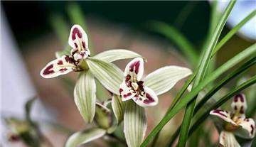 烂根|兰花盆底垫上这几样东西，兰花不烂根，开花几百朵