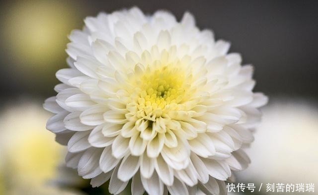 相思病@李煜最凄美的一首词,开篇便令人惊艳,连枫叶都染上了相思病