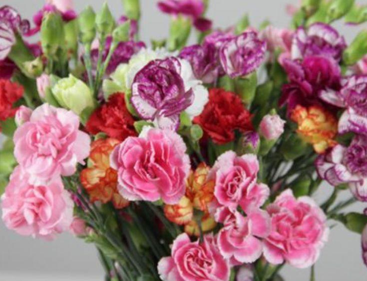 几种花现在养刚刚好，开花很漂亮，花期长，随便一养成花海！