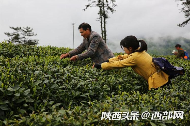 陕西启动网上茶博会 带你去陕南看最美茶园