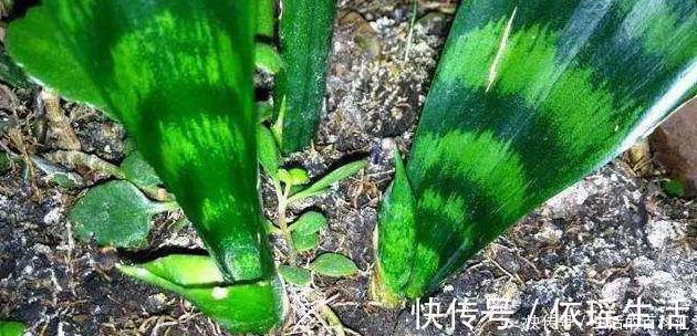 这四种绿植,十天半个月可以不浇水,爆芽、疯长到盆都装不下!