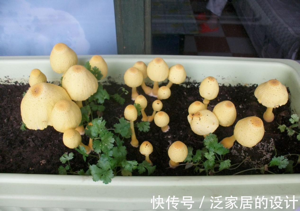 蘑菇|掌握住种植方法，居家盆栽蘑菇，好吃又好玩，观赏也不错